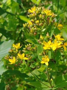 Hypericum