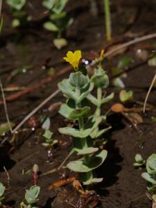 Hypericum