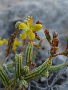 Hypericum