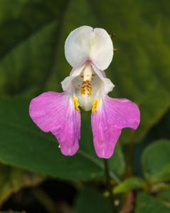 Impatiens