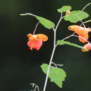 Impatiens