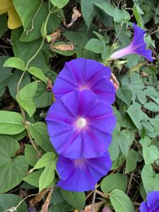 Ipomoea