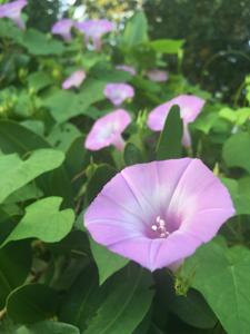 Ipomoea