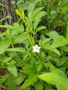 Ipomoea