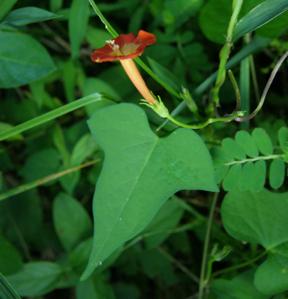 Ipomoea