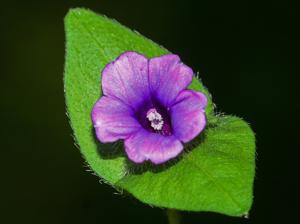 Ipomoea