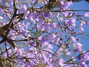 Jacaranda