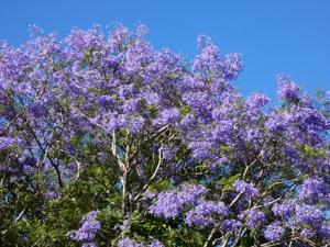 Jacaranda