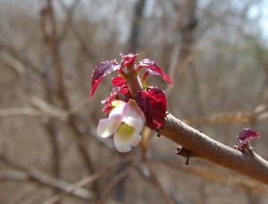 Jatropha