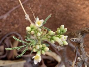 Jatropha