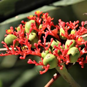 Jatropha