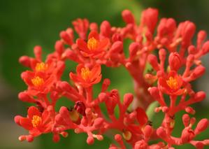 Jatropha