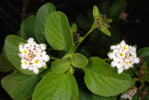 Lantana