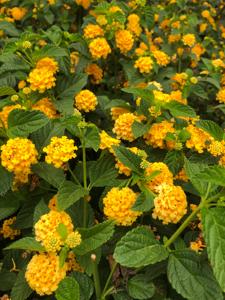 Lantana