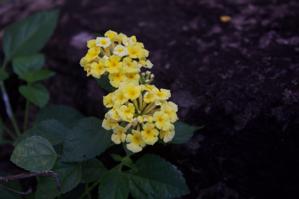 Lantana