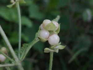 Lantana