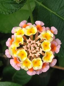 Lantana