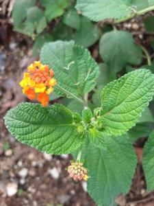 Lantana