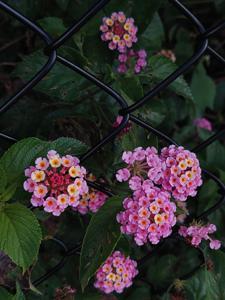 Lantana