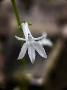 Lobelia