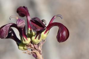 Lobelia