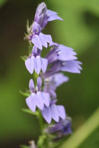 Lobelia