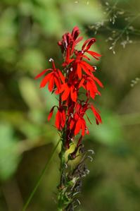 Lobelia