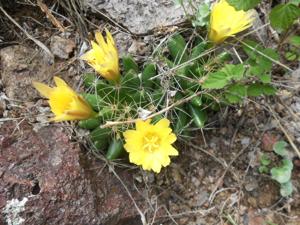 Mammillaria