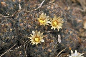 Mammillaria