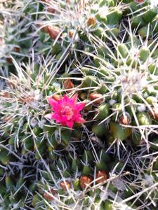 Mammillaria