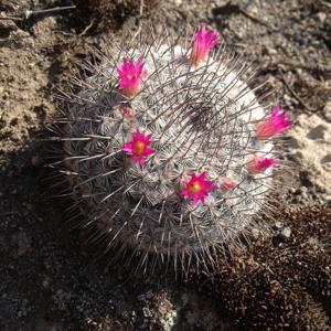 Mammillaria