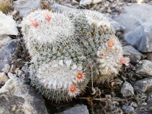 Mammillaria