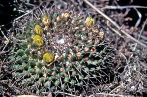 Mammillaria