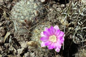 Mammillaria