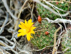 Mammillaria