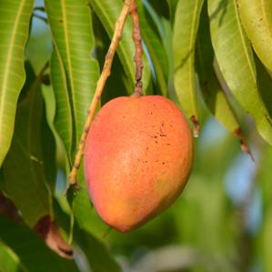 Mangifera