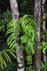 Monstera