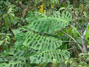 Monstera