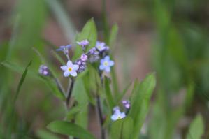 Myosotis