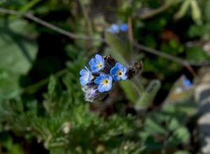 Myosotis