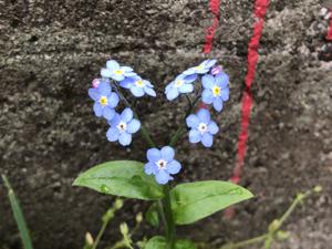 Myosotis