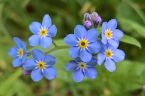 Myosotis