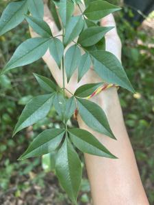 Nandina