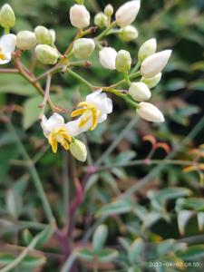 Nandina