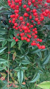 Nandina