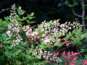 Nandina