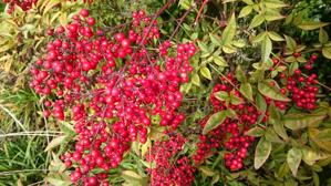 Nandina