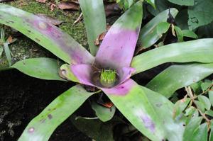 Neoregelia