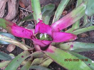 Neoregelia