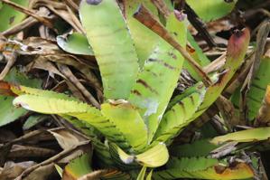 Neoregelia